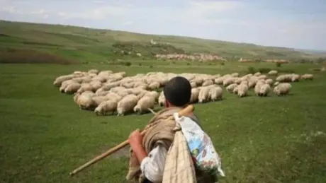 Fermier îngrijind o turmă de oi pe un câmp verde.