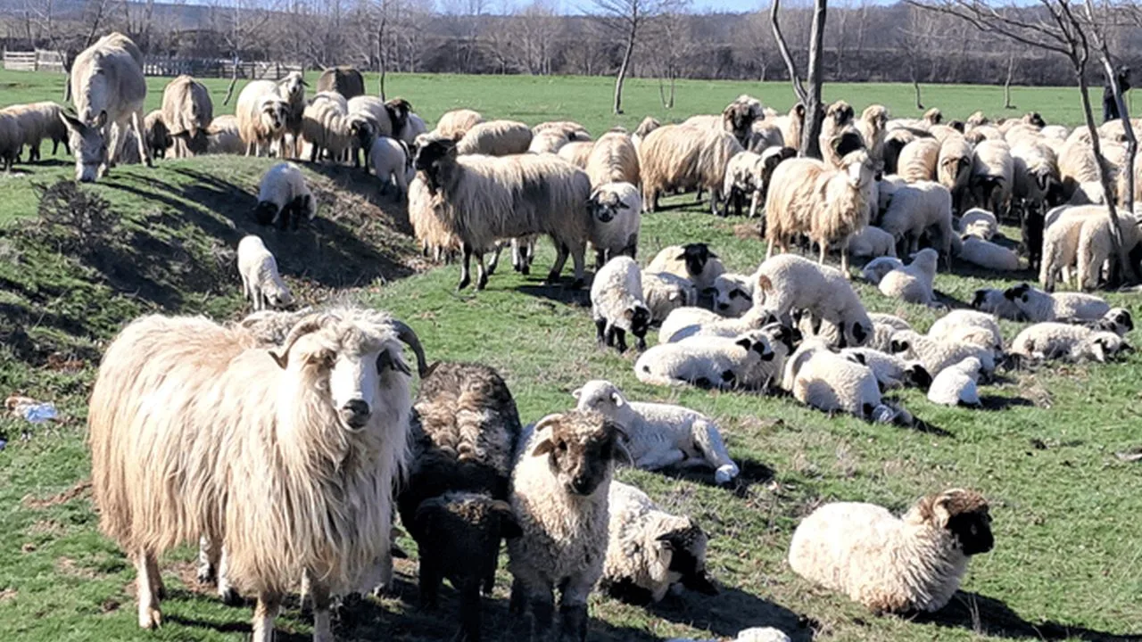 Ovine și caprine pe un câmp verde, cu copaci în fundal, în România.