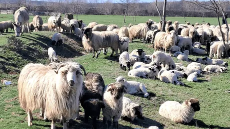 Ovine și caprine pe un câmp verde, cu copaci în fundal, în România.