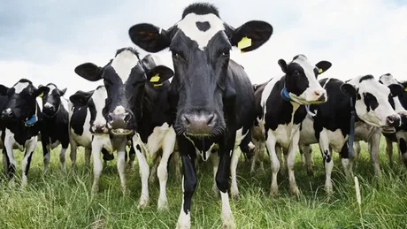 Crescători de bovine din România beneficiază de ajutoare financiare.