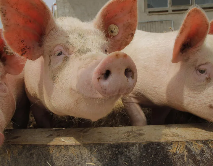 Porci la abator, preț stabilizat în piața cărnii.