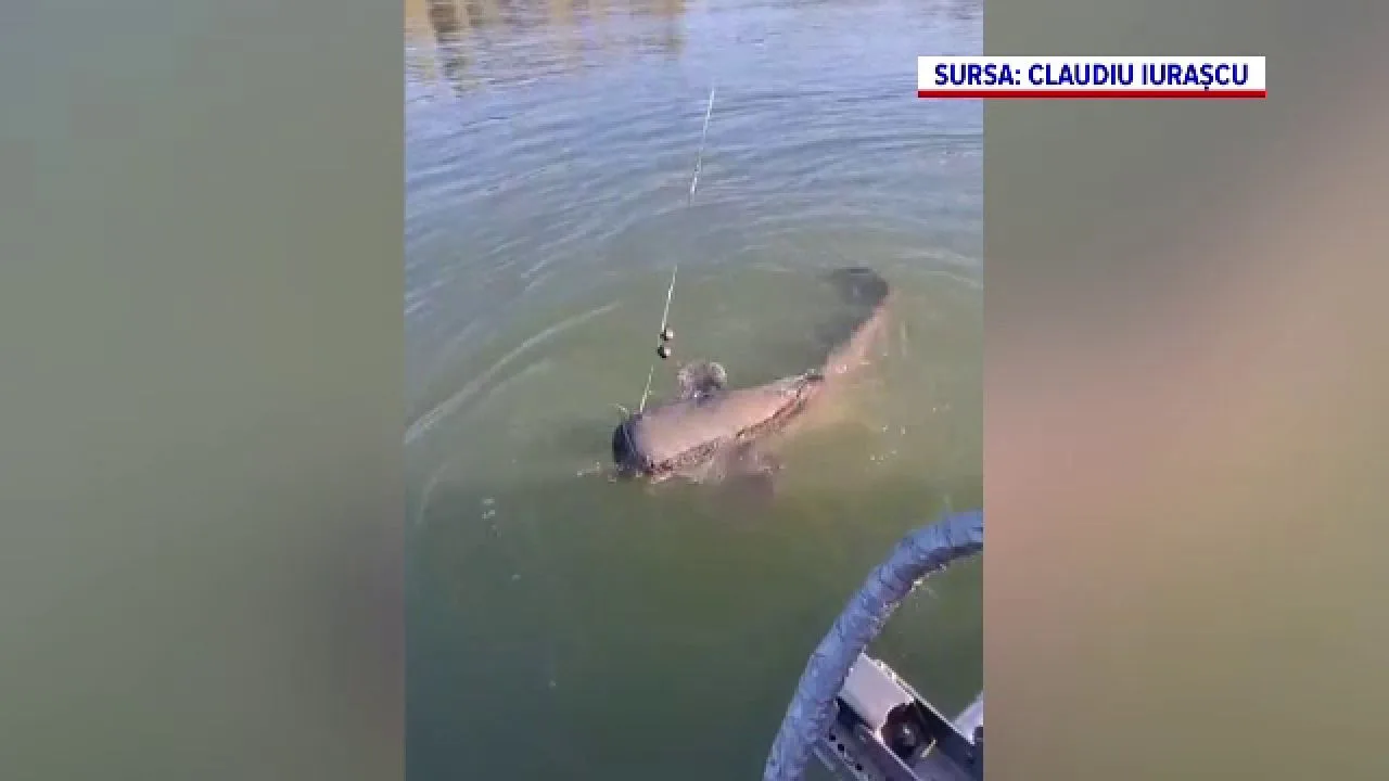 Captură impresionantă de somn eliberat în Delta Dunării.