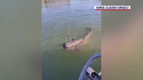 Captură impresionantă de somn eliberat în Delta Dunării.