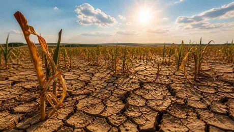 Pământ uscat și crăpat din cauza secetei în câmpurile agricole.