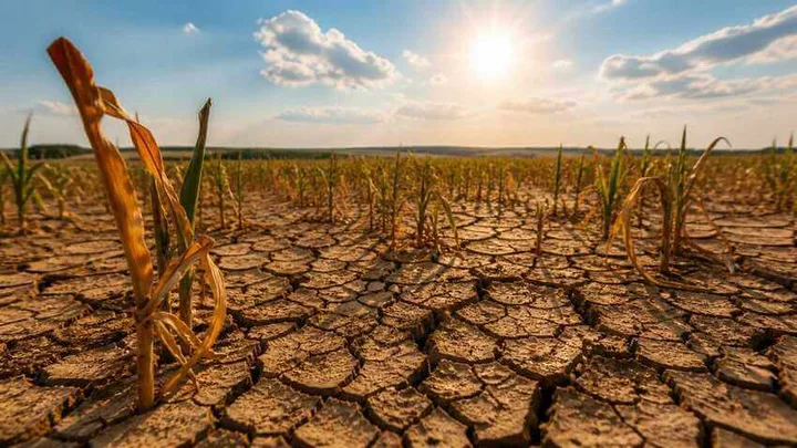 Pământ uscat și crăpat din cauza secetei în câmpurile agricole.