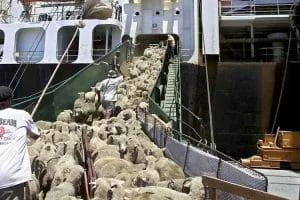 Ovinele sunt încărcate pe o navă pentru export, evidențiind importanța măsurilor sanitar-veterinare.