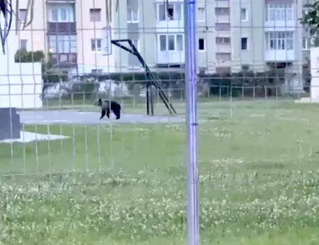 Urs în curtea Colegiului Pedagogic din Sibiu, după intervenția autorităților.