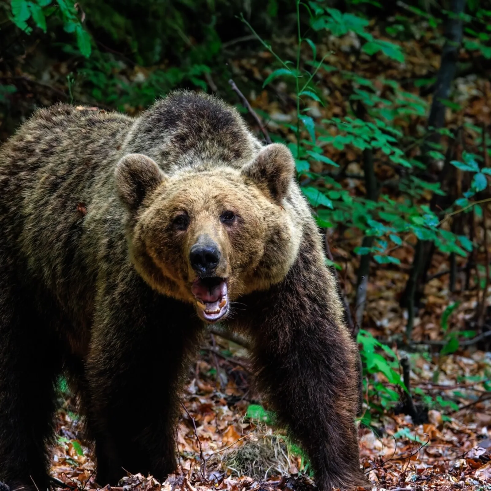 Urs brun în habitat natural, evidențiind biodiversitatea din ariile protejate.