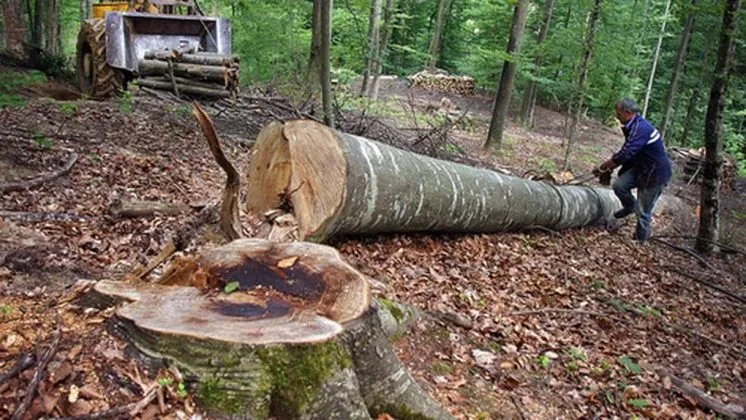 Un muncitor taie un copac într-o pădure, evidențiind activitățile silvice.