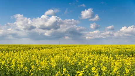Câmp de rapiță înflorit sub un cer senin, simbol al agriculturii românești.