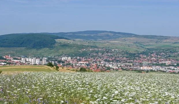 Peisaj rural din Harghita, cu flori și coline verzi.