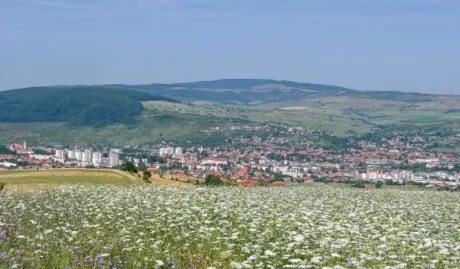 Peisaj rural din Harghita, cu flori și coline verzi.