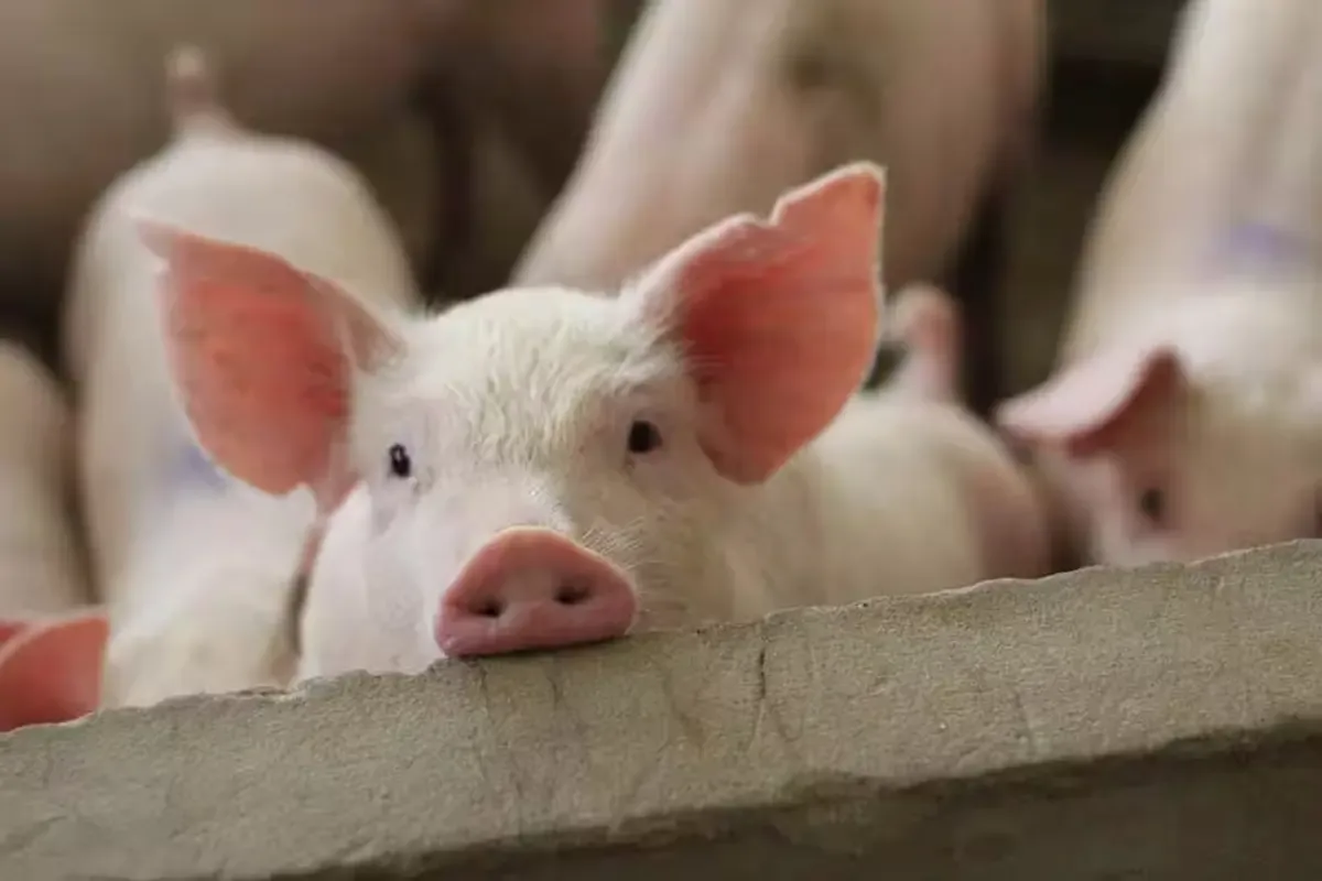 Porci tineri într-o fermă, simbolizând impactul pestei porcine africane.