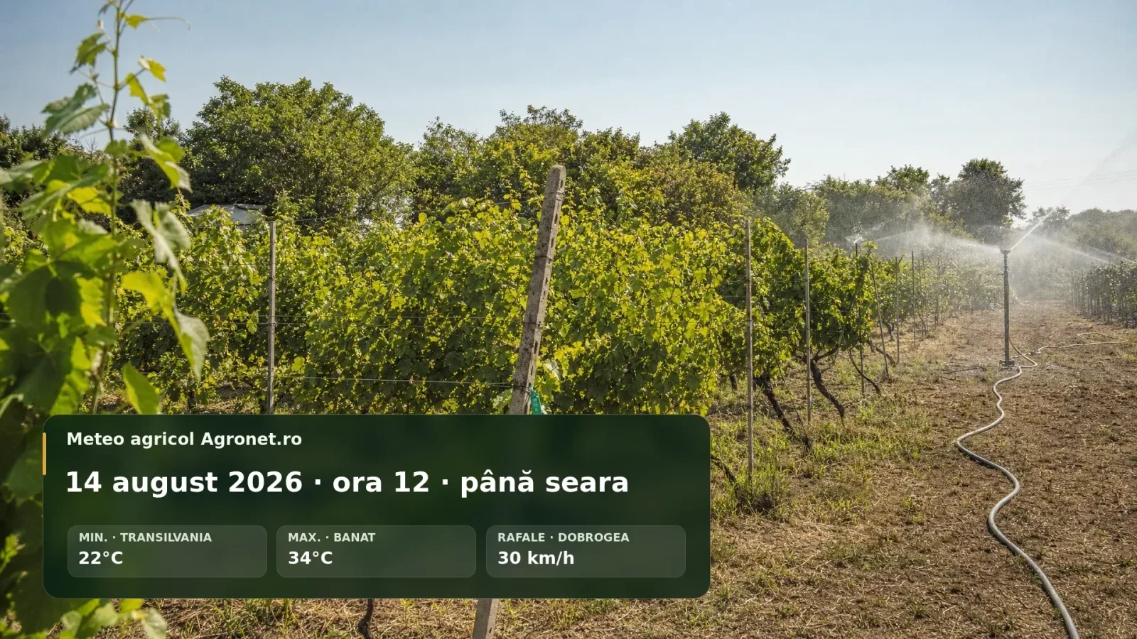 Câmp agricol cu irigare, vreme uscată și temperaturi ridicate în Banat.