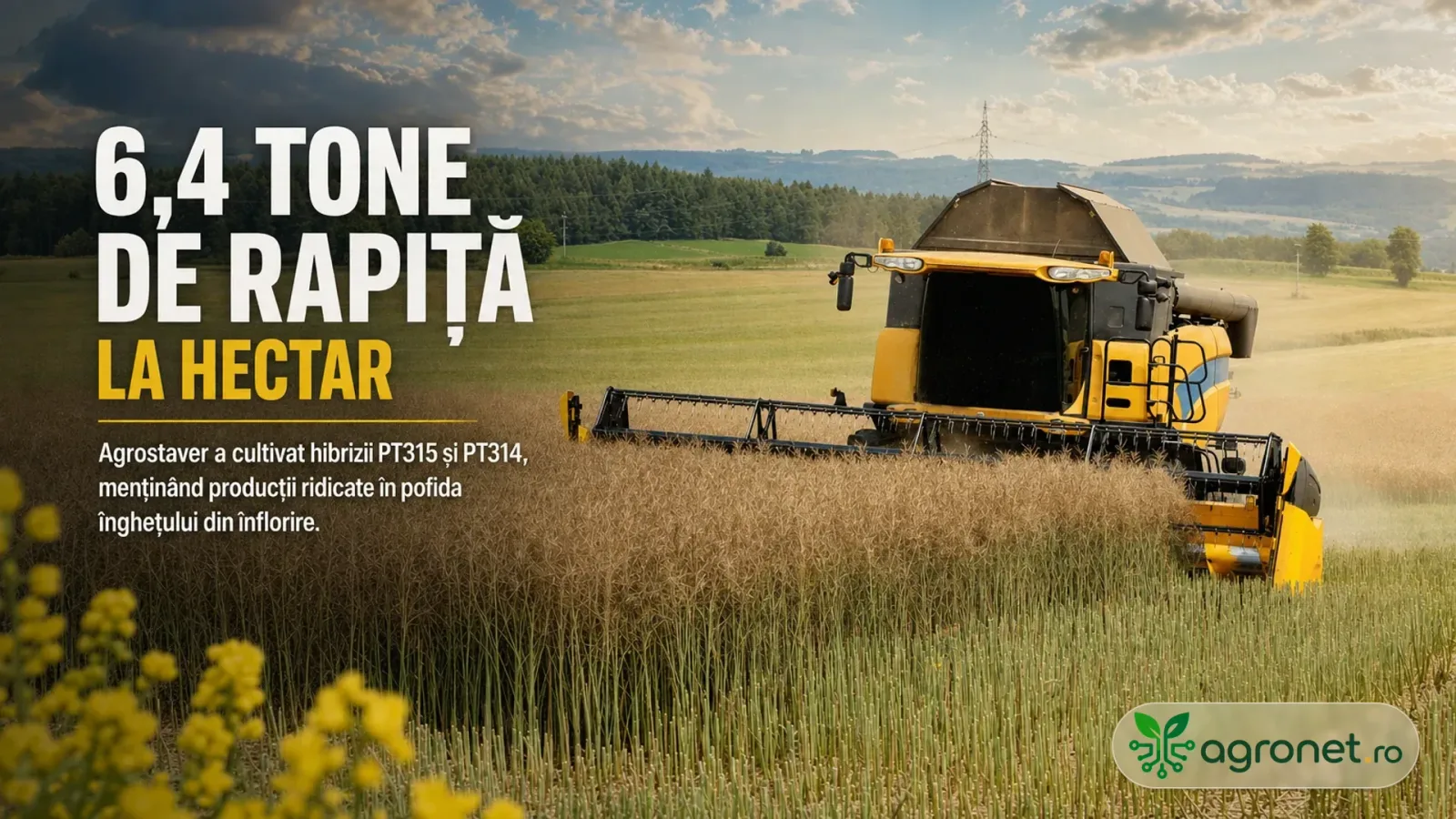 Recoltarea rapiței pe câmpuri verzi, cu un utilaj agricol modern.