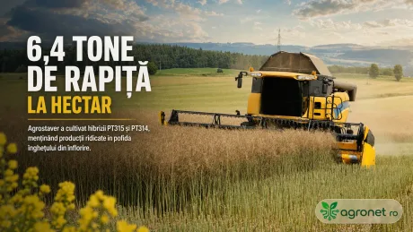 Recoltarea rapiței pe câmpuri verzi, cu un utilaj agricol modern.