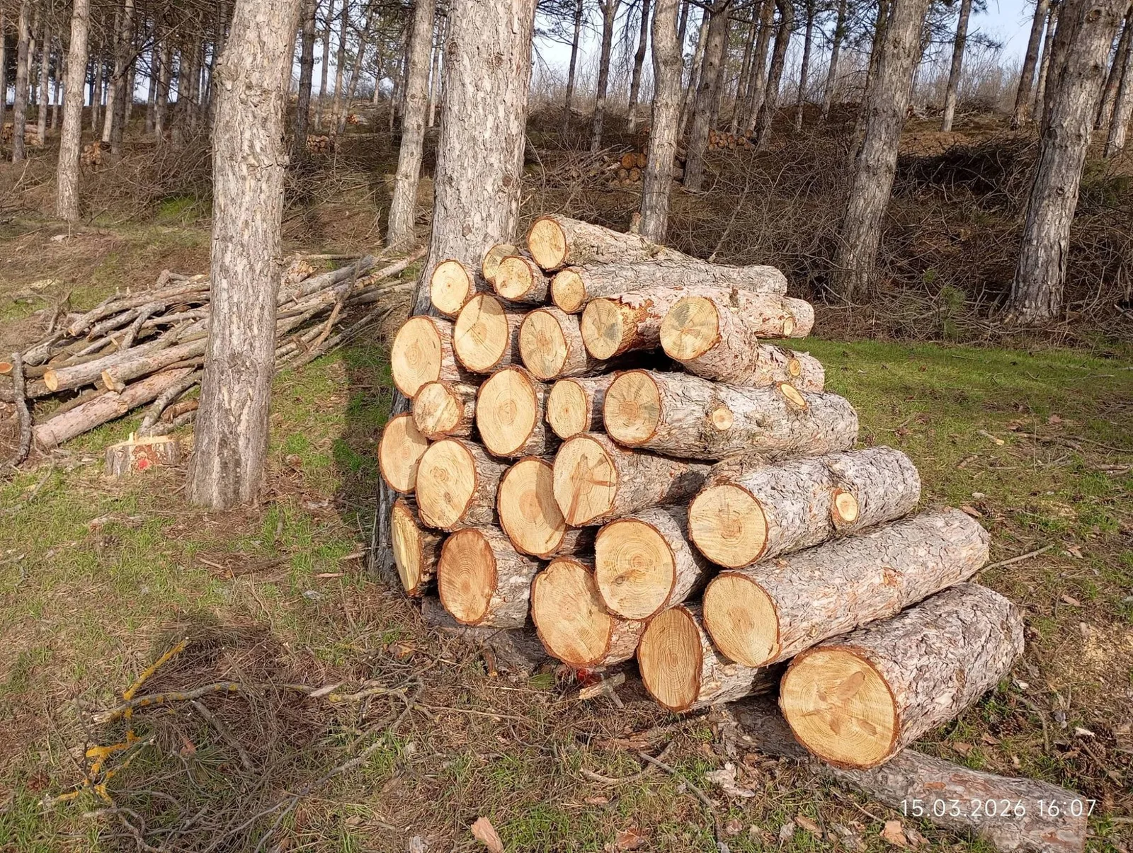 Bușteni stivuiți într-o pădure, pregătiți pentru utilizare.