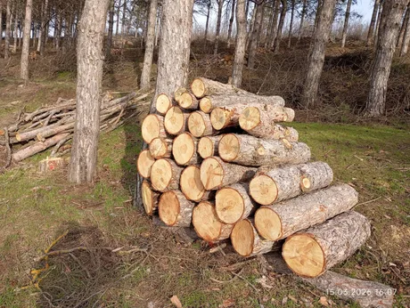 Bușteni stivuiți într-o pădure, pregătiți pentru utilizare.