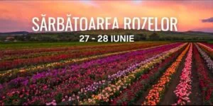 Câmpuri de trandafiri înfloriți la Sărbătoarea Rozelor din Ciumbrud.