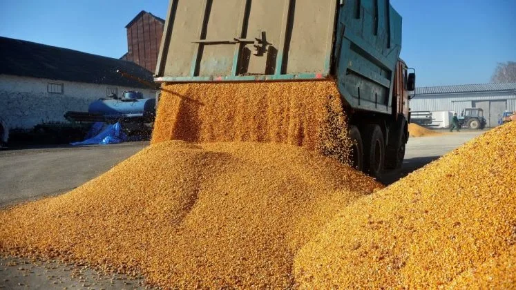 Cereale măcinate dintr-un camion, pregătite pentru livrare.