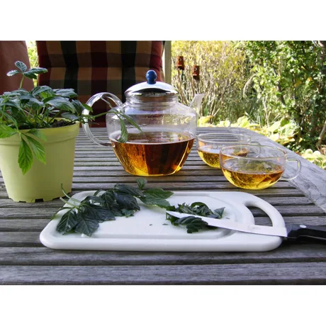 Ceai din plante medicinale alături de frunze proaspete pe masă.