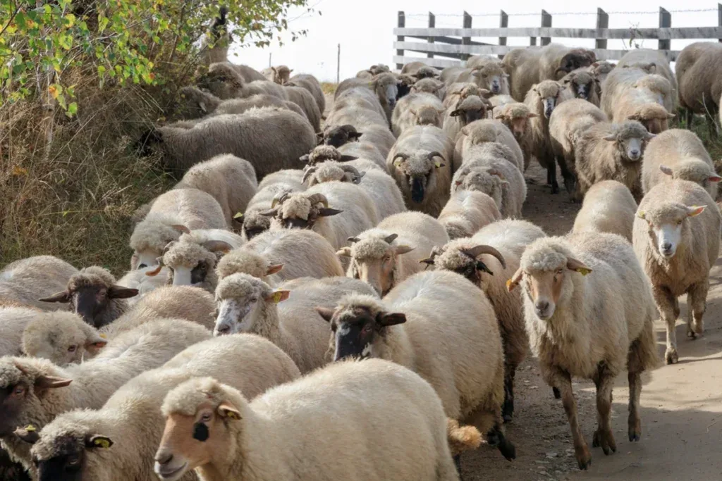 Ovinele se deplasează pe un drum, înconjurate de un peisaj rural.