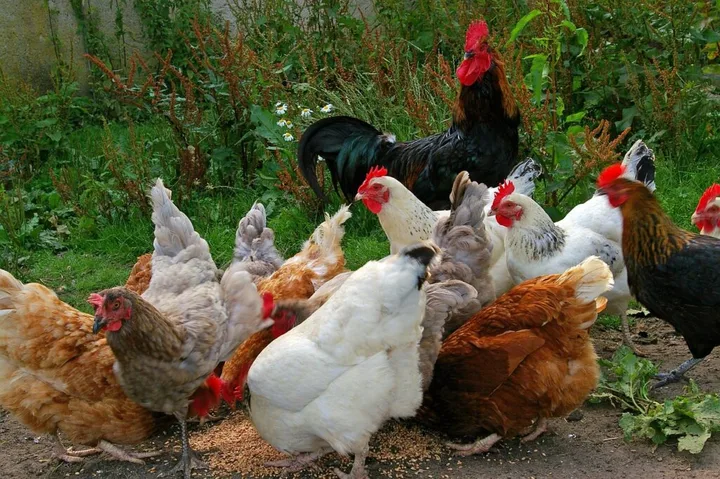 Crescători de păsări în gospodărie, aplicând măsuri de biosecuritate.