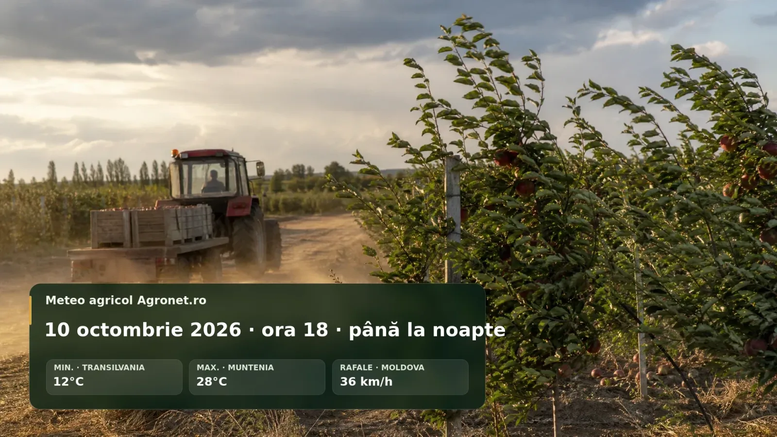 Fermier lucrând pe câmp în condiții de vânt puternic, pregătind recolta.