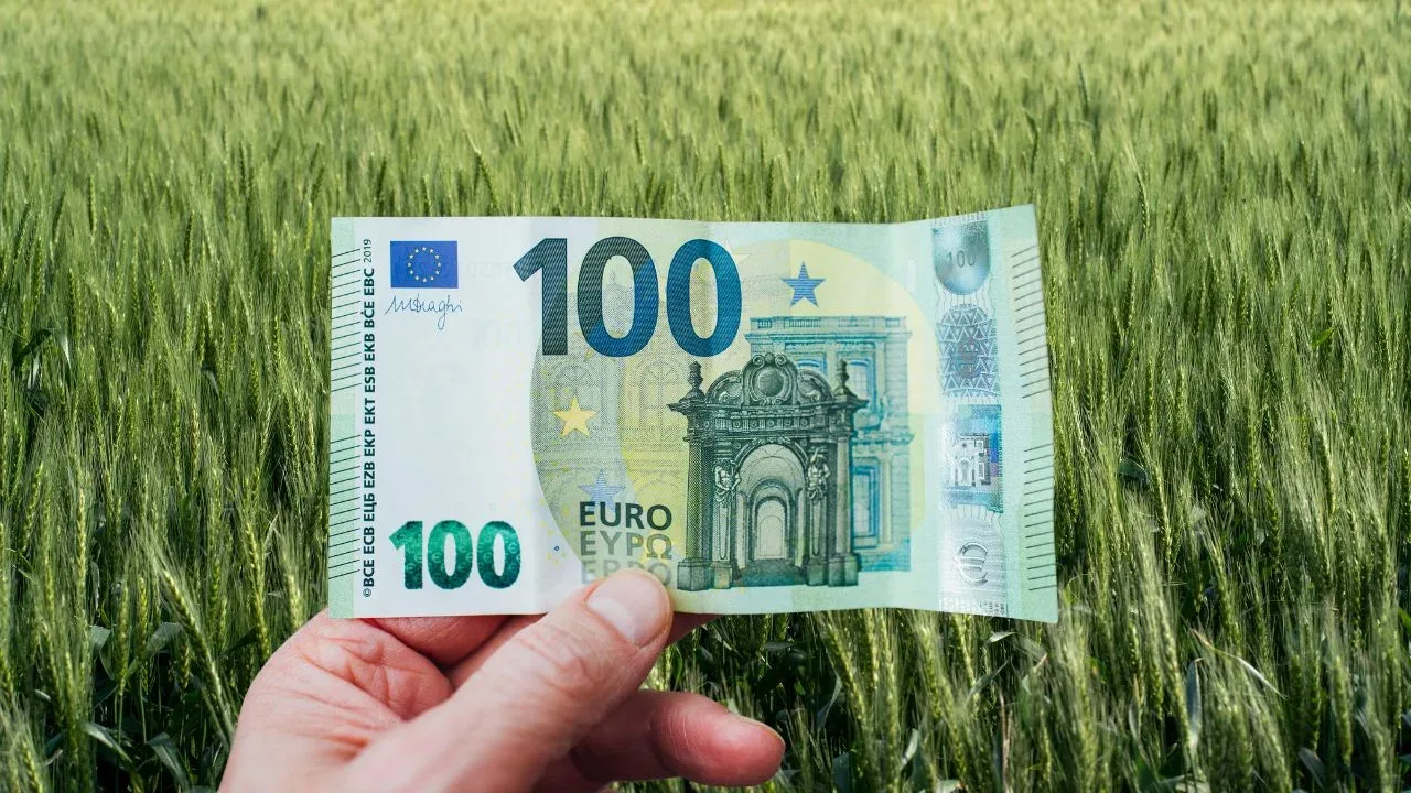 Bancnotă de 100 euro în câmp de grâu verde.