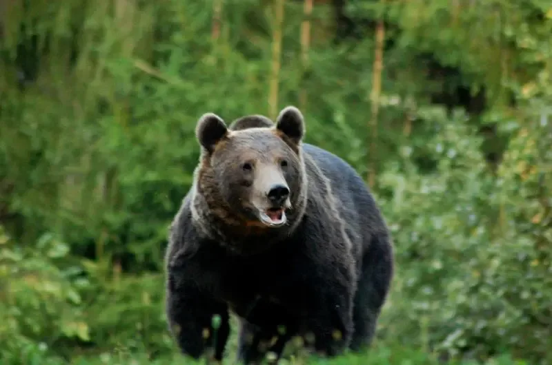 Urs observat în pădure, simbol al prezenței sale în Băile Tușnad.