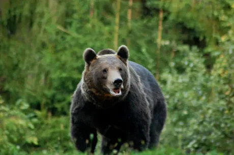 Urs observat în pădure, simbol al prezenței sale în Băile Tușnad.
