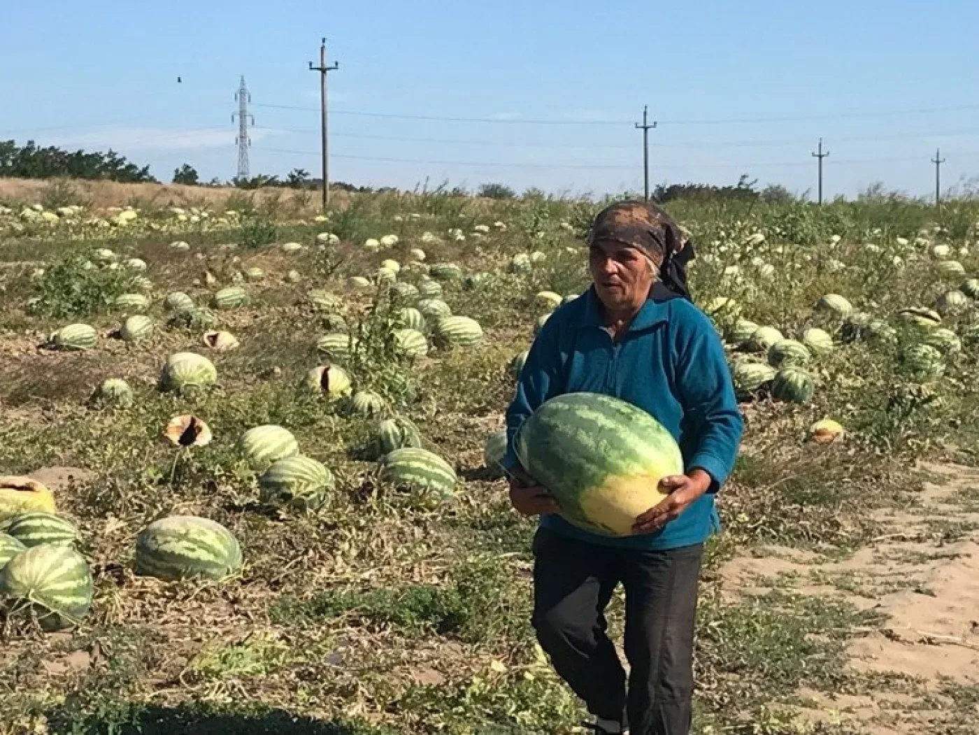 Fermier cu pepene pe câmp, în mijlocul recoltei abandonate.