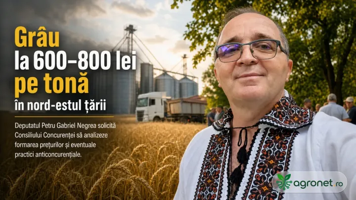 Fermier în câmp, discutând despre prețurile grâului din Suceava și Botoșani.