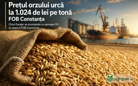 Orzul furajer se scumpește, prețuri în creștere la portul Constanța.
