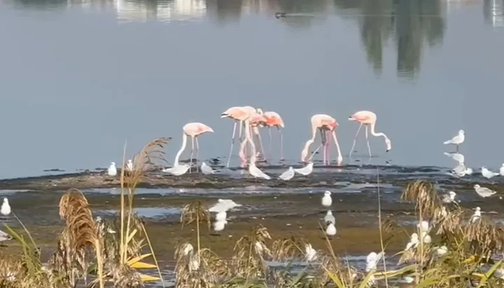 Flamingo pe lacul Techirghiol, observate în grupuri mari.