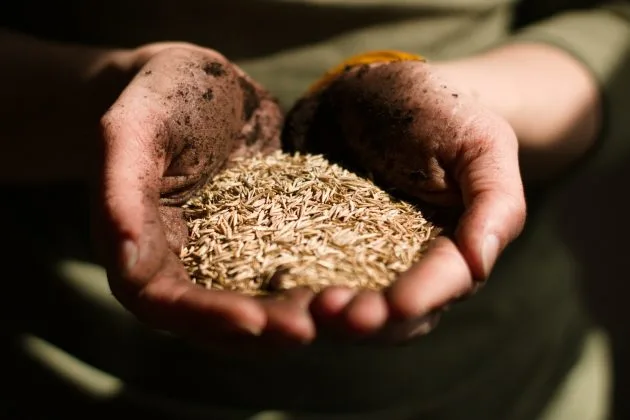 Mână cu semințe de plante, acoperită cu pământ, simbolizând agricultura.