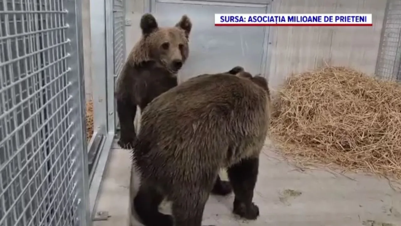 Patru pui de urs în sanctuar, pregătiți pentru transfer în Franța.