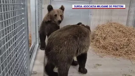 Patru pui de urs în sanctuar, pregătiți pentru transfer în Franța.
