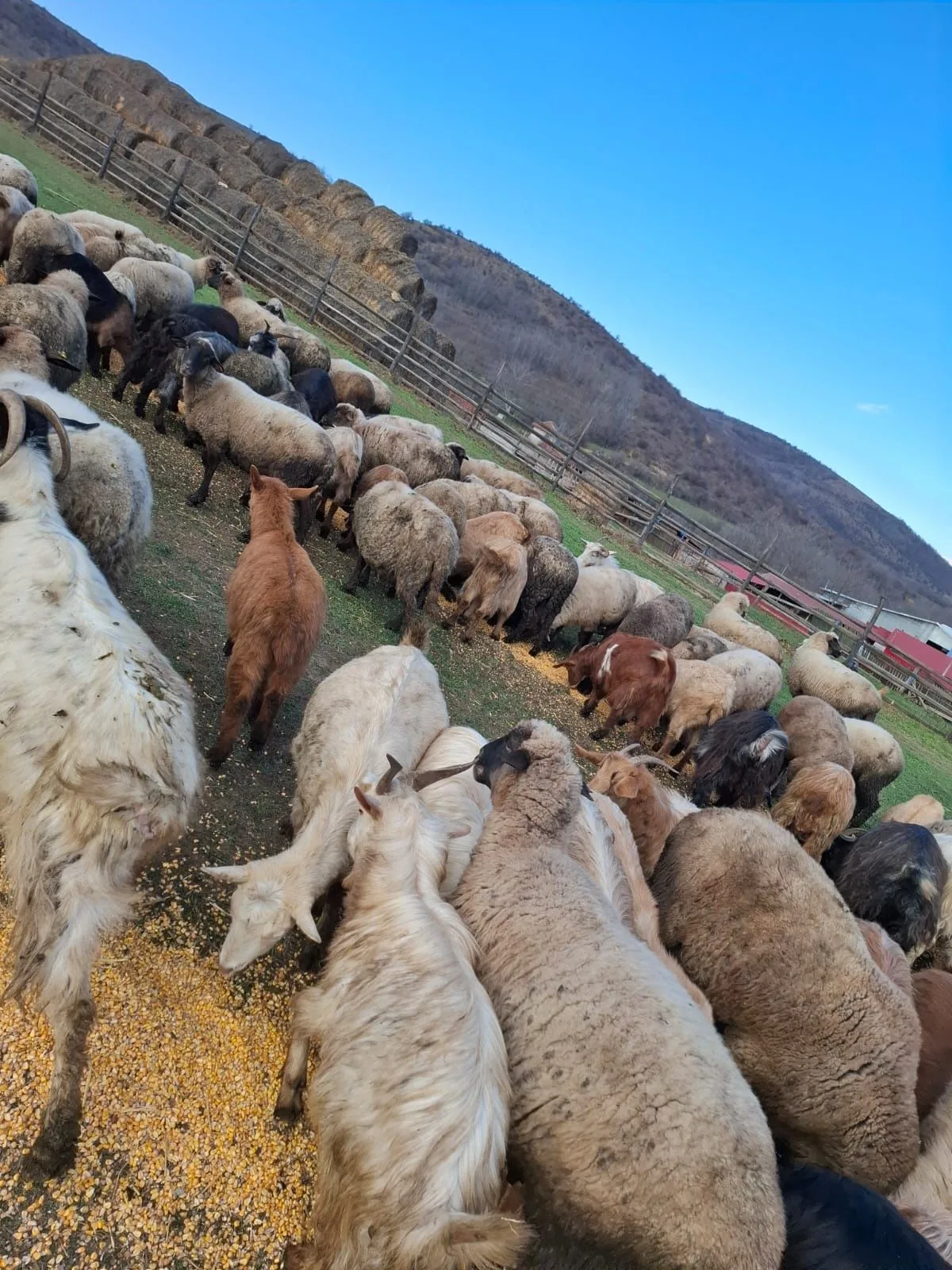 Turmă de oi și capre pe un câmp, în apropierea unui deal.