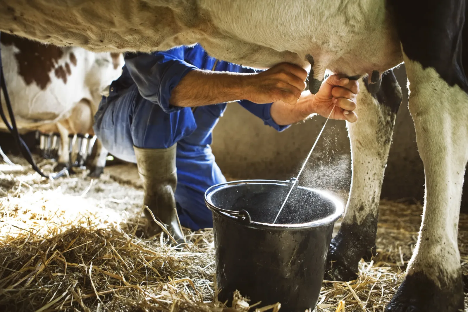 Un fermier mulge o vacă într-un grajd, subvenții APIA.
