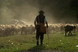 Ciobănesc conducând o turmă de oi pe câmp.