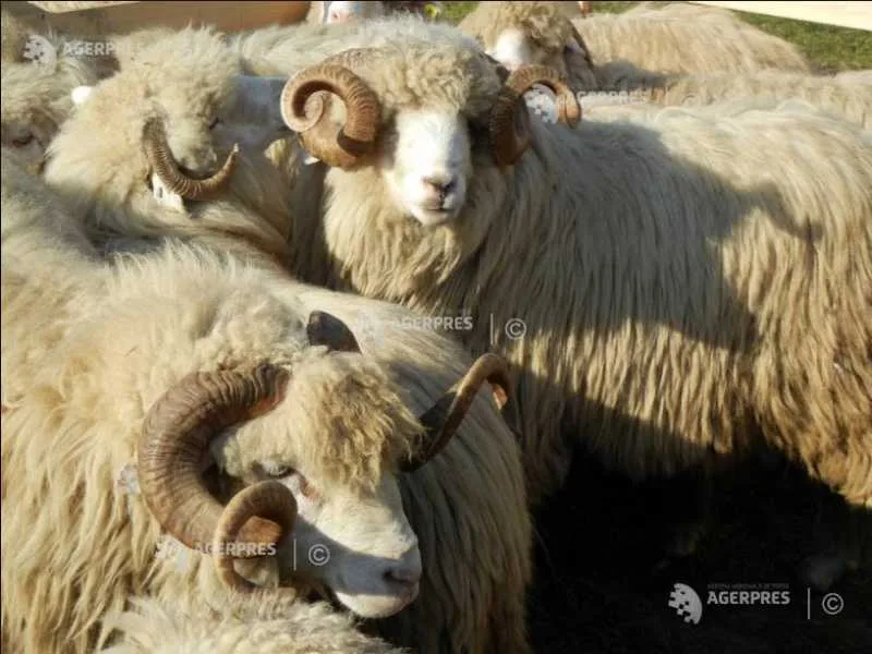 Ovine cu blană deschisă și coarne distinctive, într-un peisaj rural.