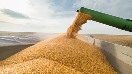 Grâu turnat dintr-un utilaj agricol pe câmpuri fertile.