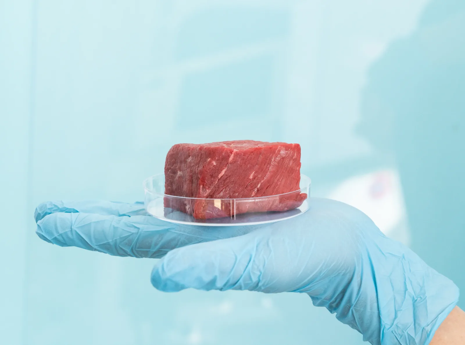 Un cercetător prezintă o bucată de carne cultivată în laborator.
