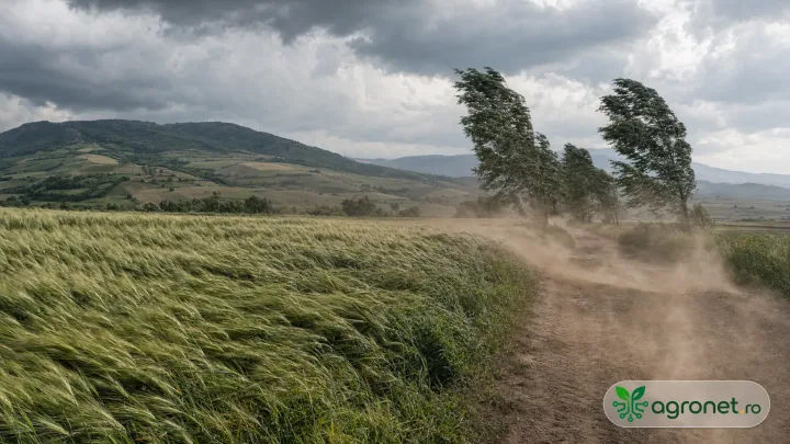 Peisaj agricol afectat de vânt, cu câmpuri și copaci în mișcare.