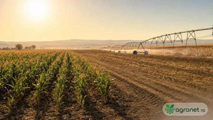 Câmp agricol cu irigare, expus la soare puternic și temperaturi ridicate.