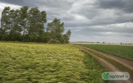 Peisaj agricol cu câmpuri verzi și cer înnorat, vânt puternic în zonă.
